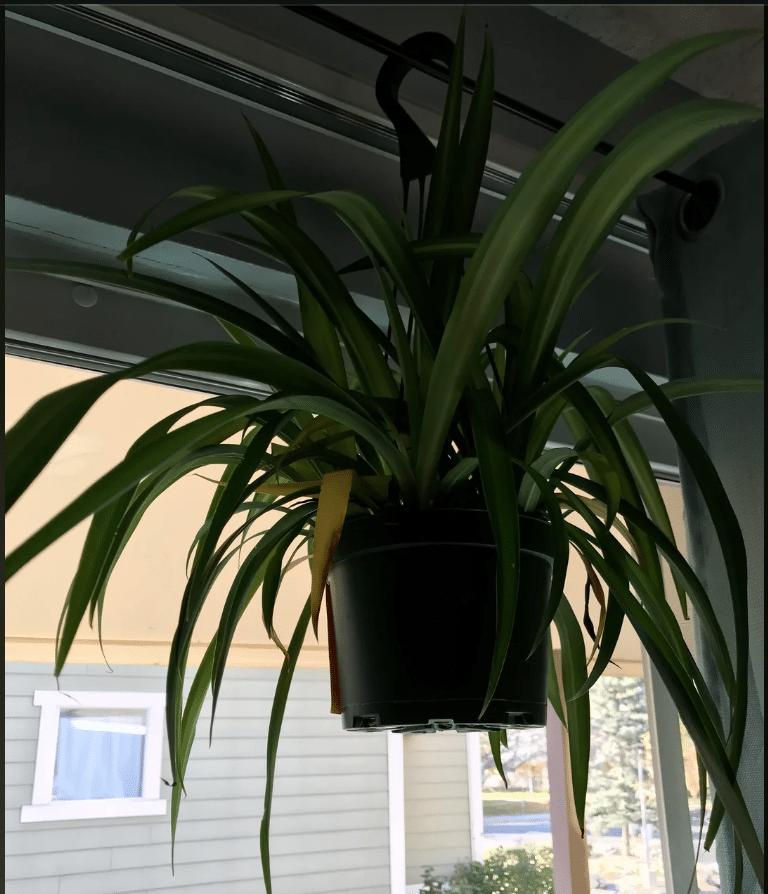 Yellowing leaves of spider plant